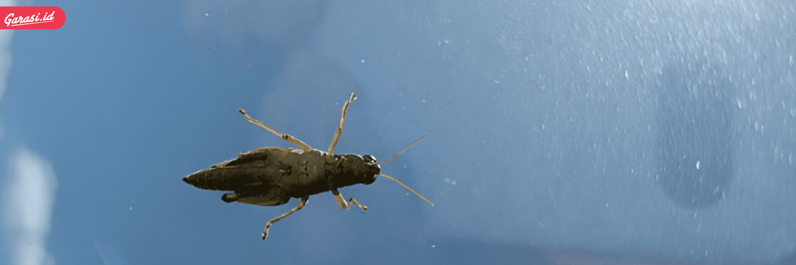 Jangan Biarkan Kecoa Bersarang di Mobil, Ini Solusinya! Kecoa Muncul di Mobil? Ini Cara Mengatasinya