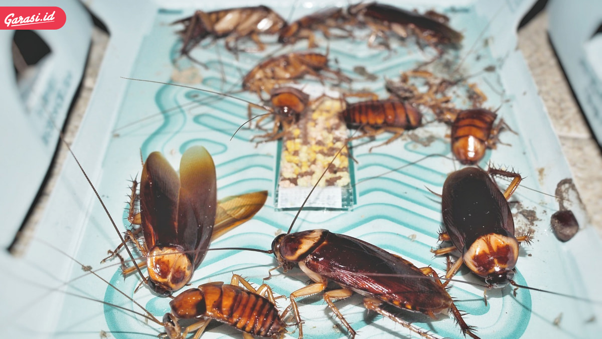 Jangan Biarkan Kecoa Bersarang di Mobil, Ini Solusinya!